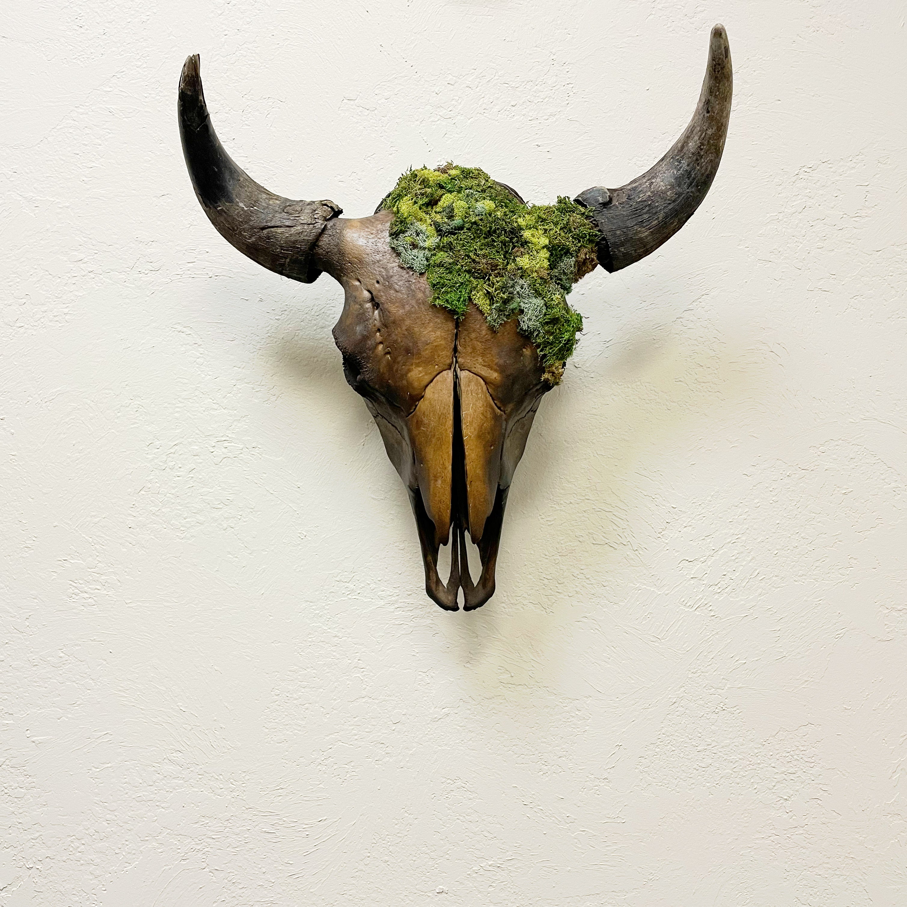 The "Moss Bison"